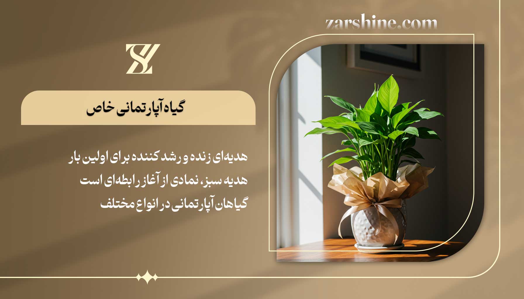 گیاه آپارتمانی خاص بهترین هدیه برای اولین بار